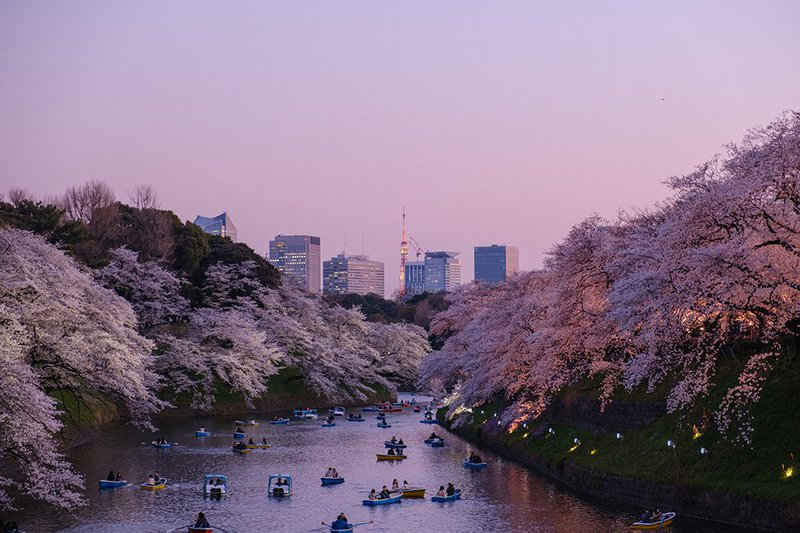 To see the Cherry Blossoms you'll need to go to Tokyo in Springtime around March and April.
